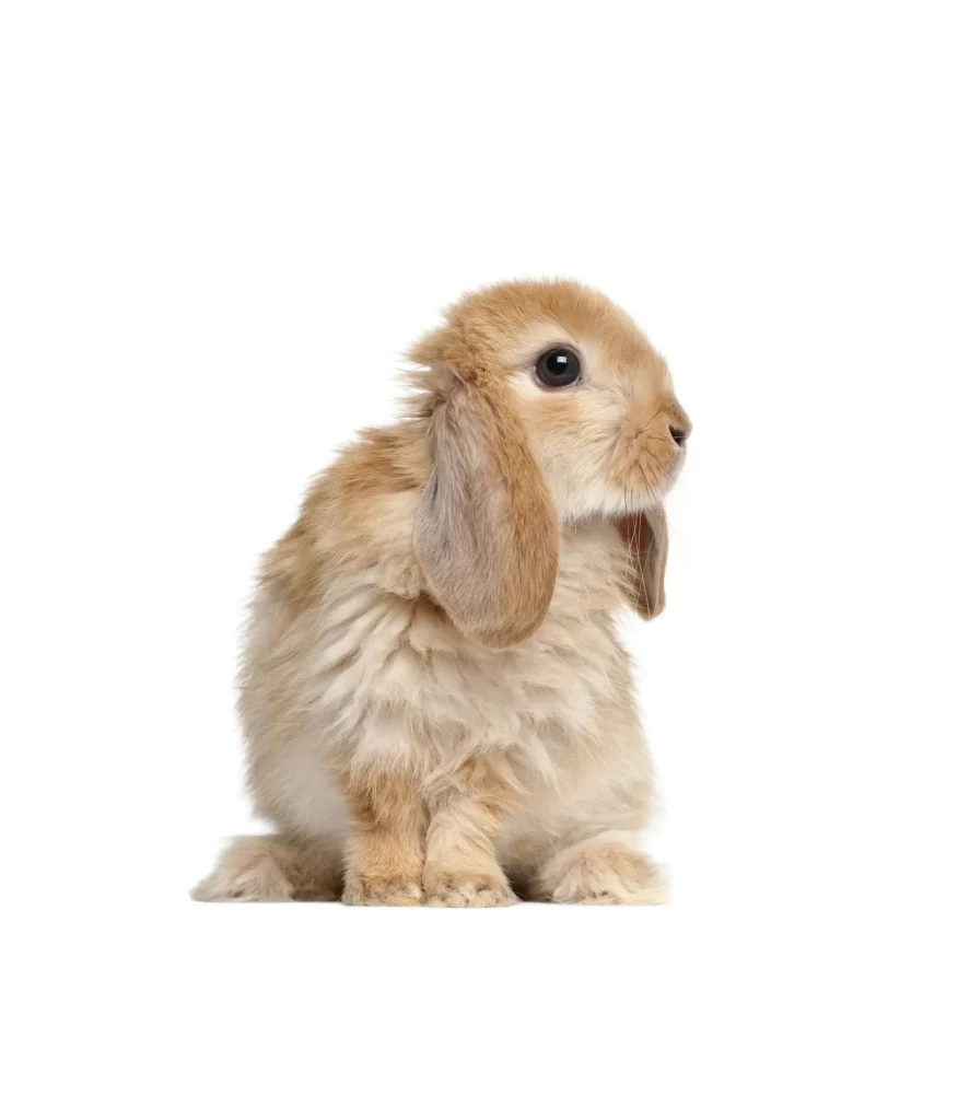 Rabbit Tan Fur White