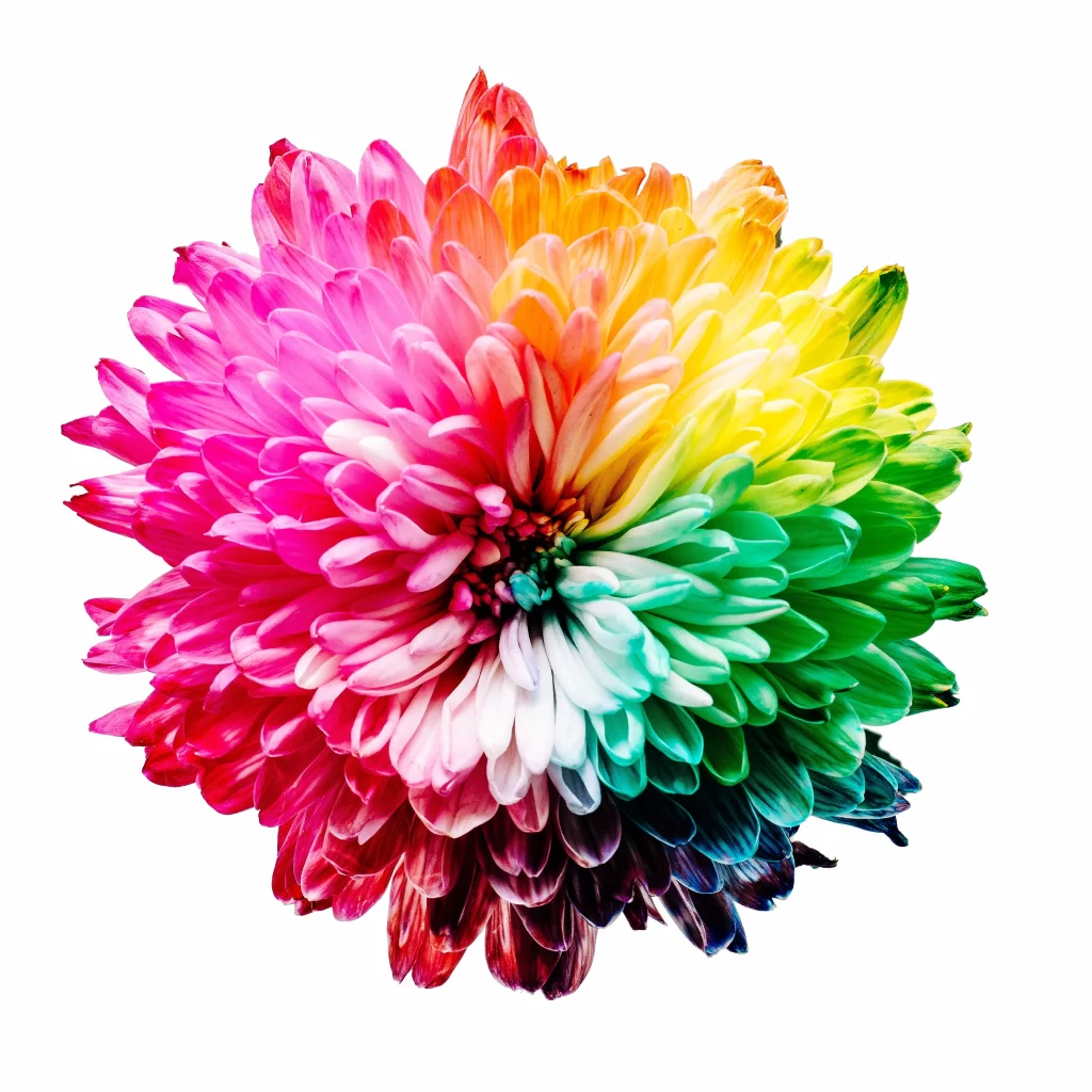 Rainbow Chrysanthemum Petals Multicolored Vibrant