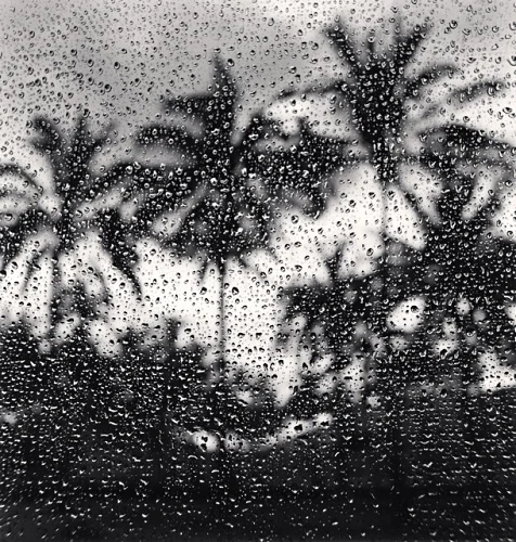 Raindrops Palm Trees Silhouetted High Contrast Moody Nature