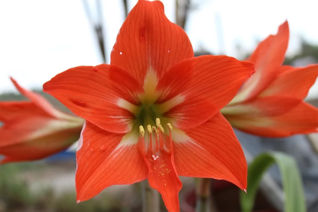 Red Amaryllis Petals Vibrant Yellow Center