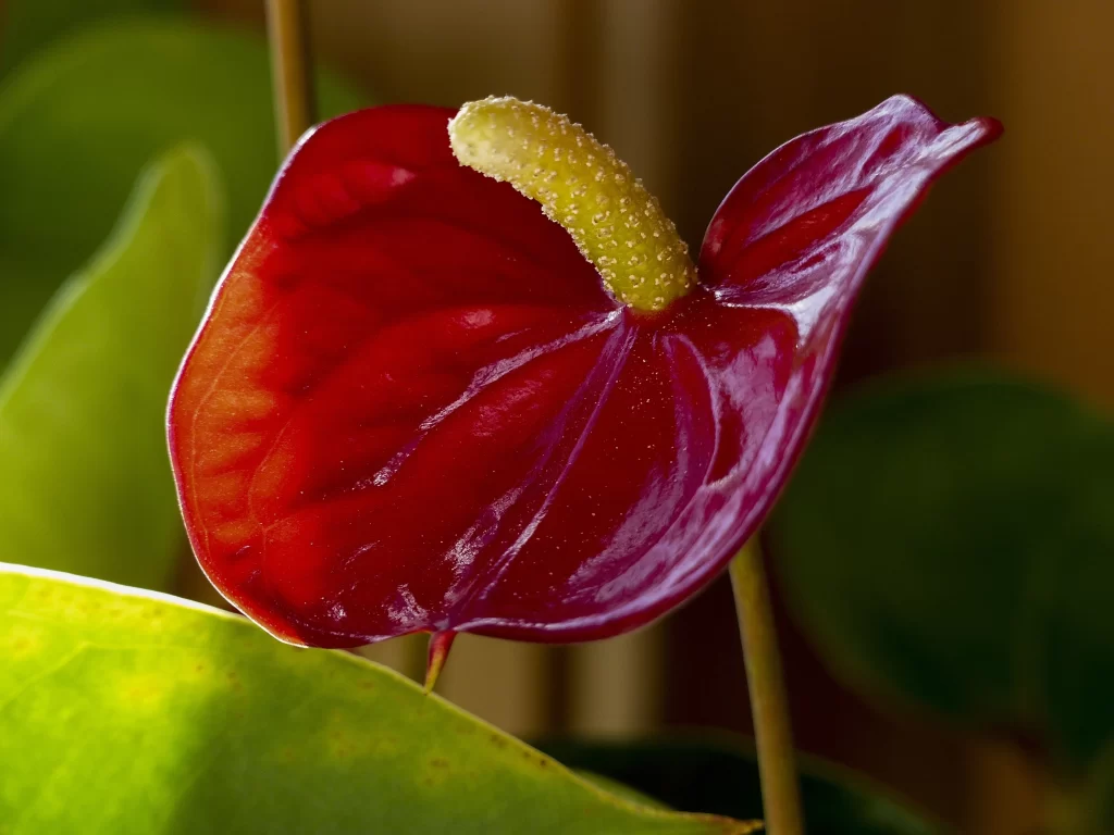 Red Anthurium Heart-shaped Petals Yellow Spadix