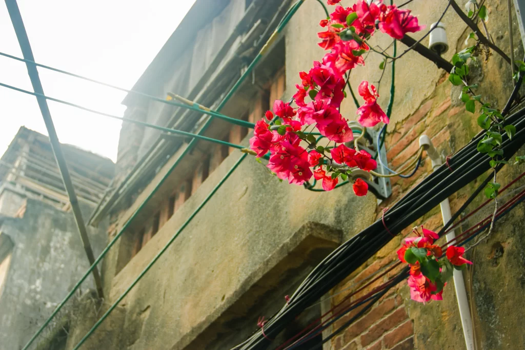 Red Bougainvillea Blooms Petals Green Leaves