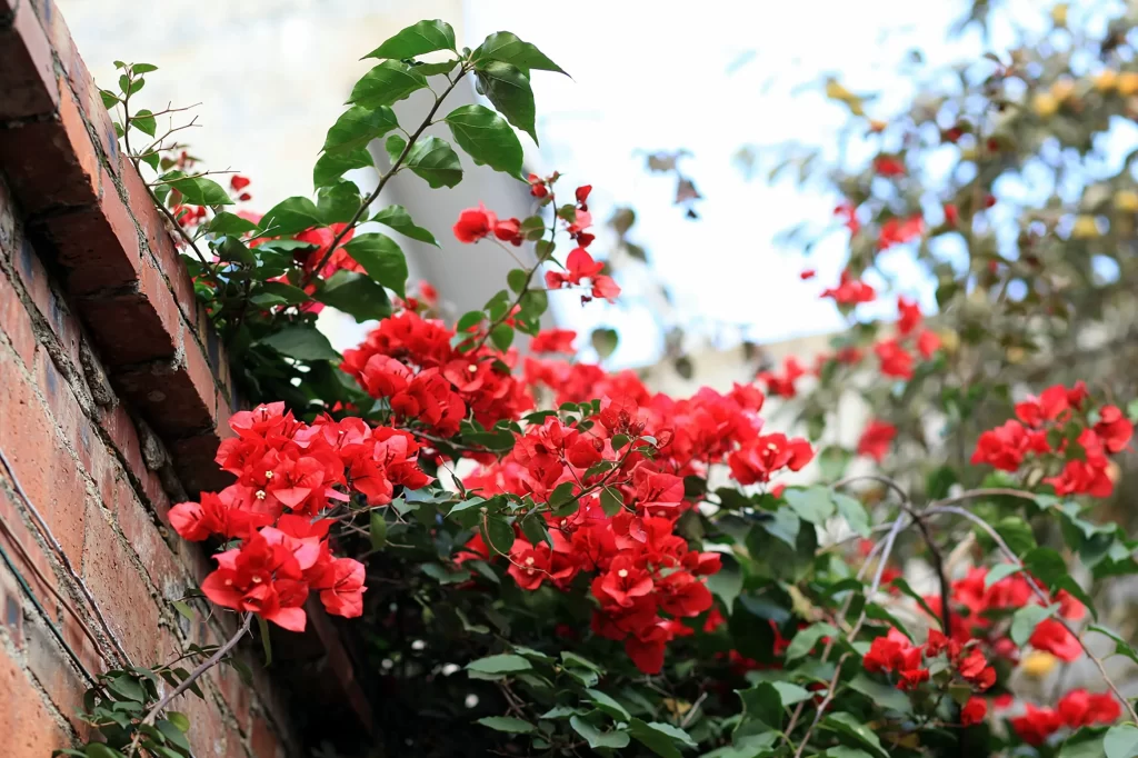 Red Bougainvillea Blooms Petals Green Leaves Brick Wall