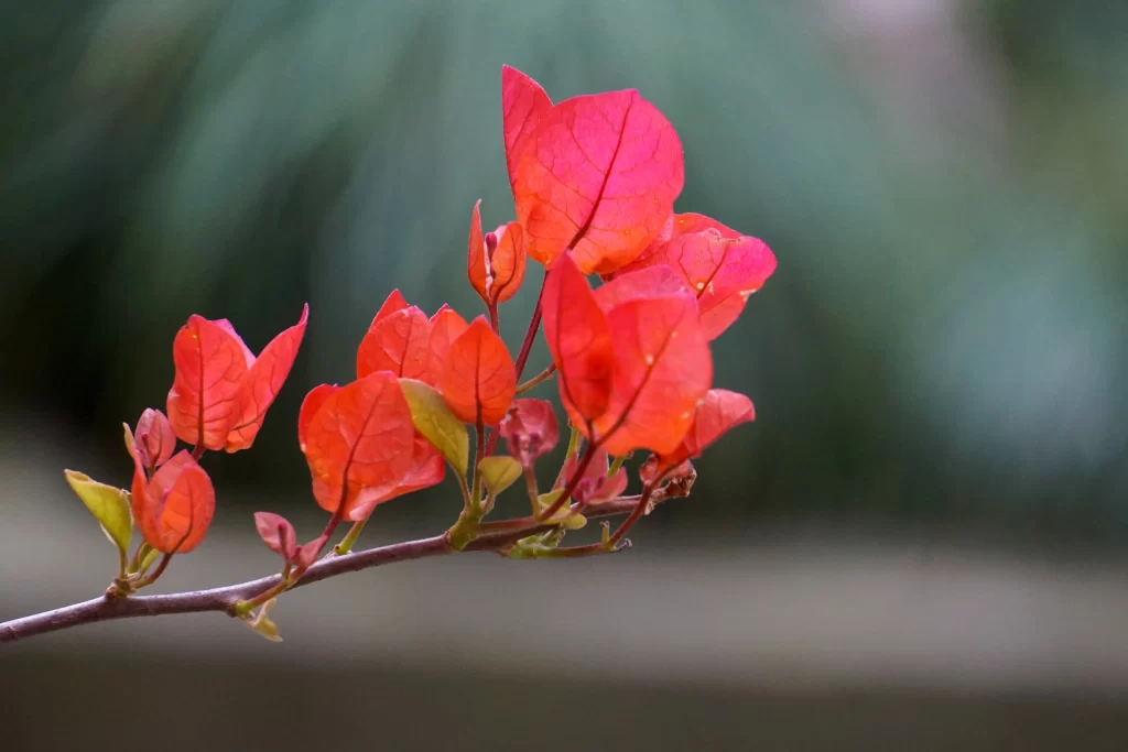 Red Bougainvillea Leaves Branch Nature