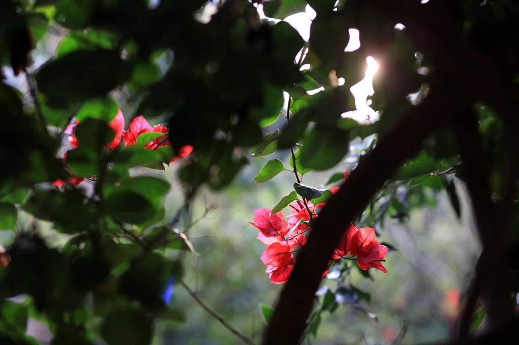 Red Bougainvillea Petals Green Leaves Sunlight