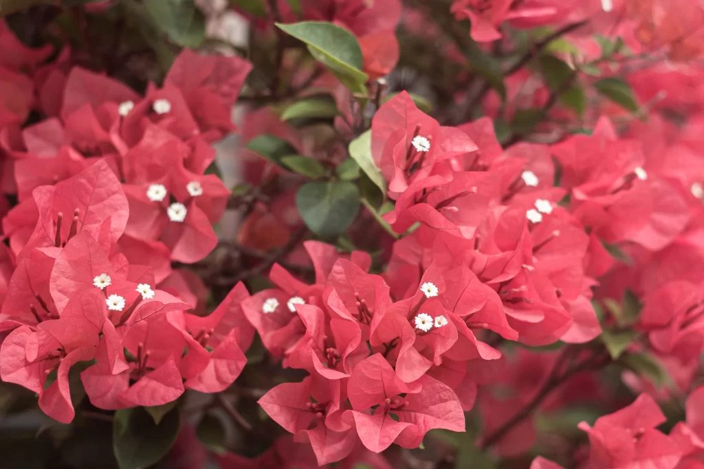 Red Bougainvillea Petals White Center Green Leaves