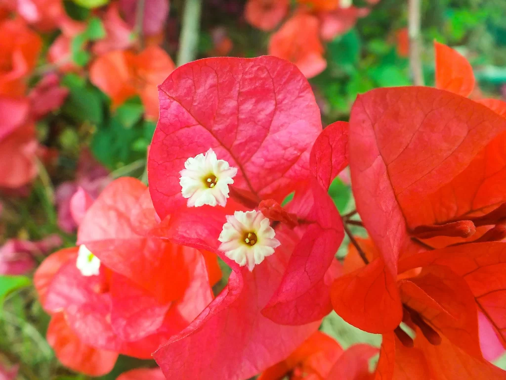 Red Bougainvillea Petals White Flowers