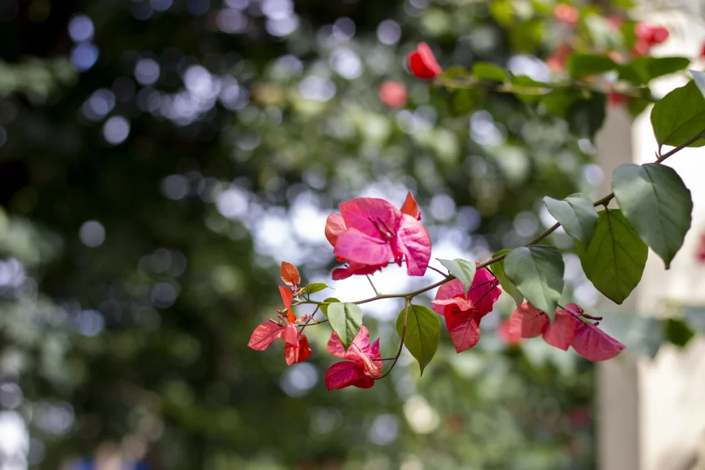 Red Bougainvillea Petals Green gray Leaves