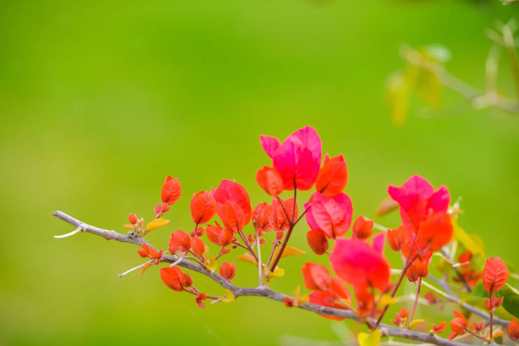 Red Bougainvillea Petals Branch Green Background