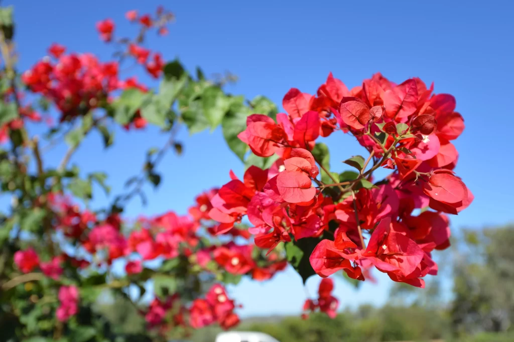 Red Bougainvillea Petals Bright Green Leaves Blue Sky