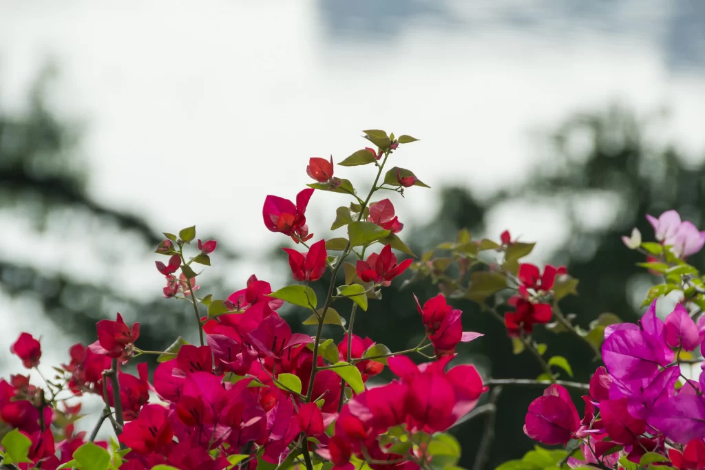 Red Bougainvillea Petals Green gray Leaves
