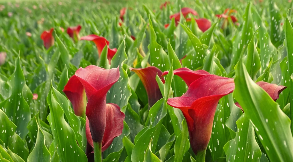 Red Calla Lily Blooms Green Leaves Speckled