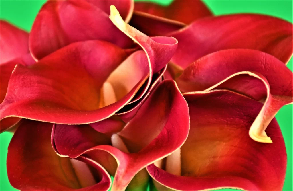 Red Calla Lily Petals Curved Edges Green Background