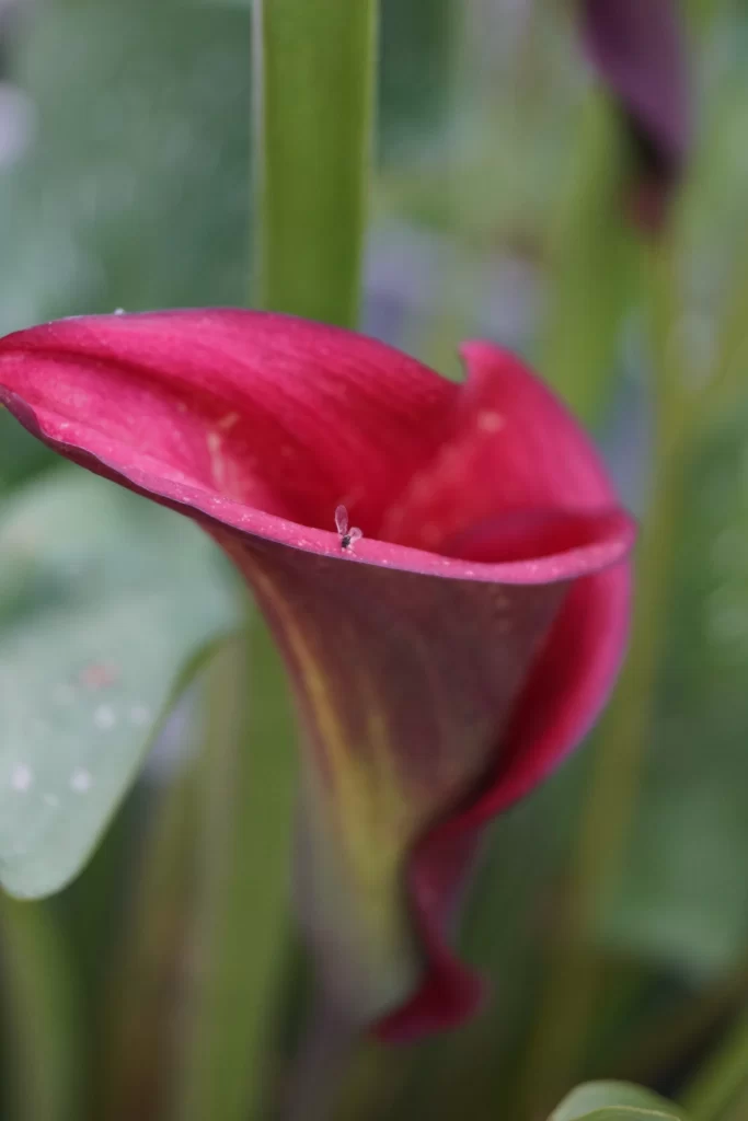 Red Calla Lily Petals Dewdrops