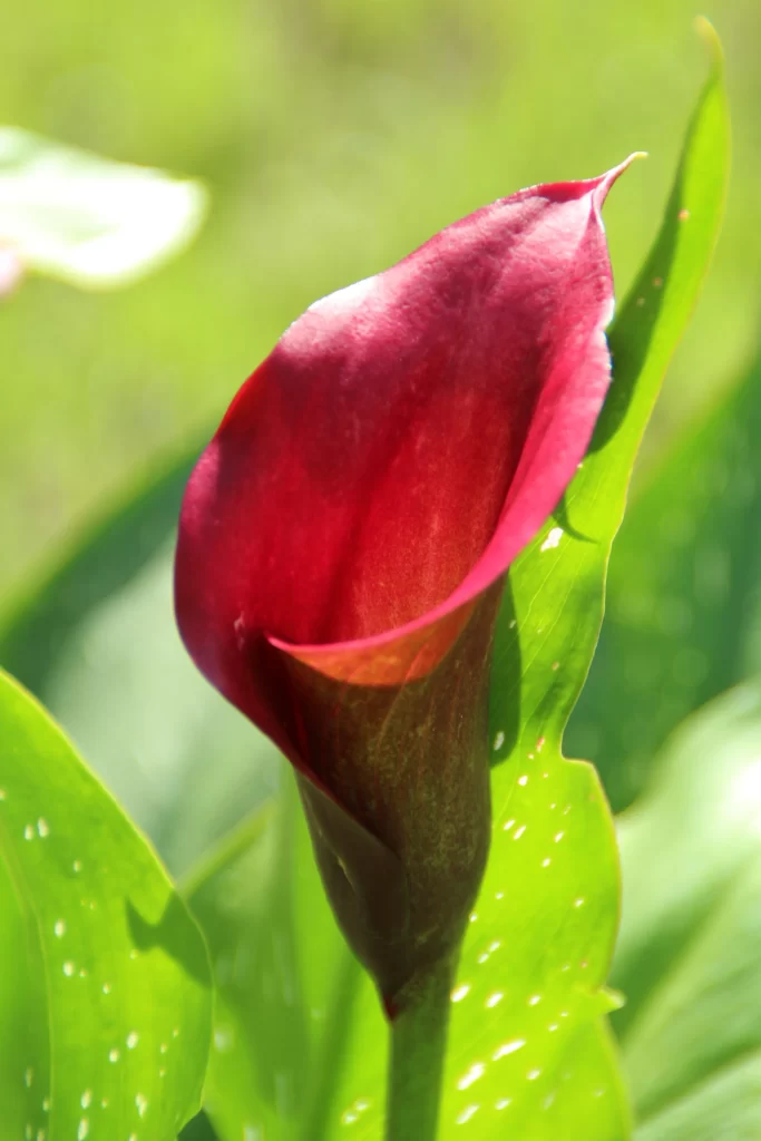 Red Calla Lily Petals Green Leaves
