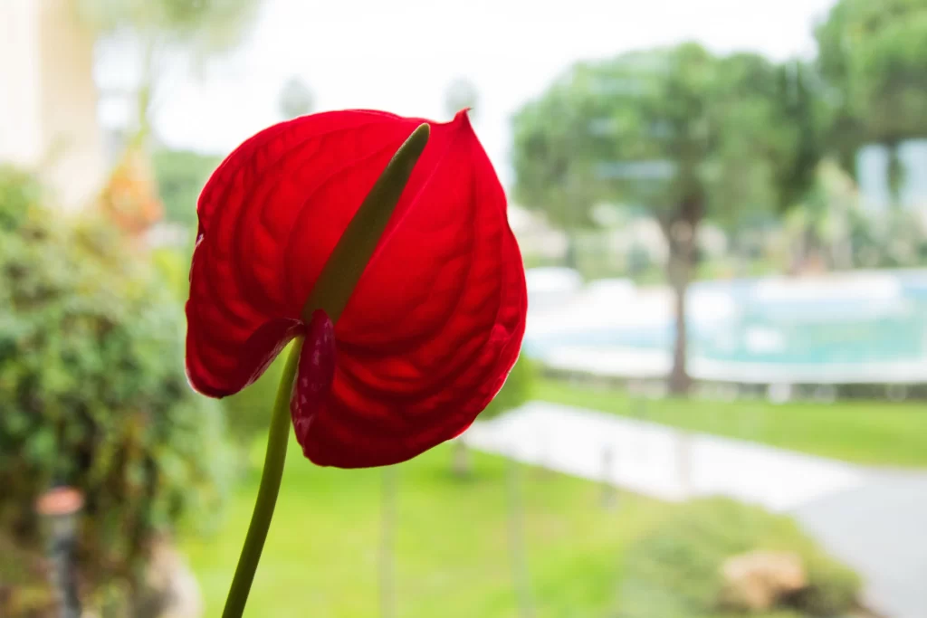 Red Calla Lily Petals Green Stem