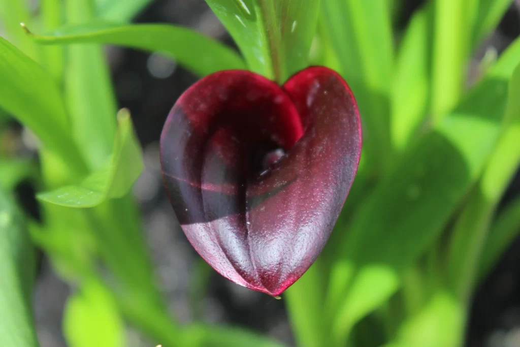 Red Calla Lily Petals Heart Shape