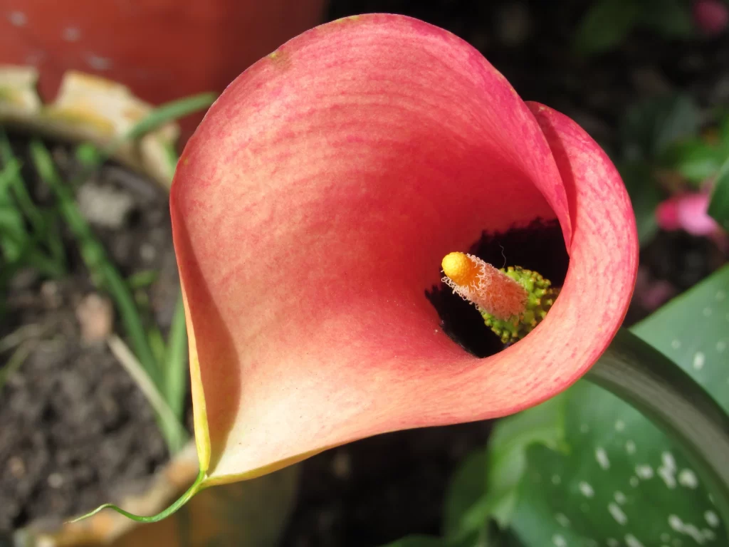Red Calla Lily Petals Spots Yellow Center