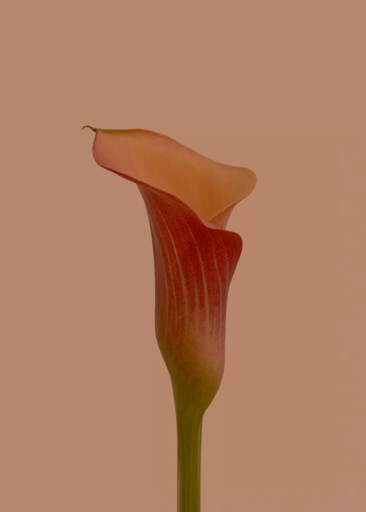Red Calla Lily Petals Stem Green