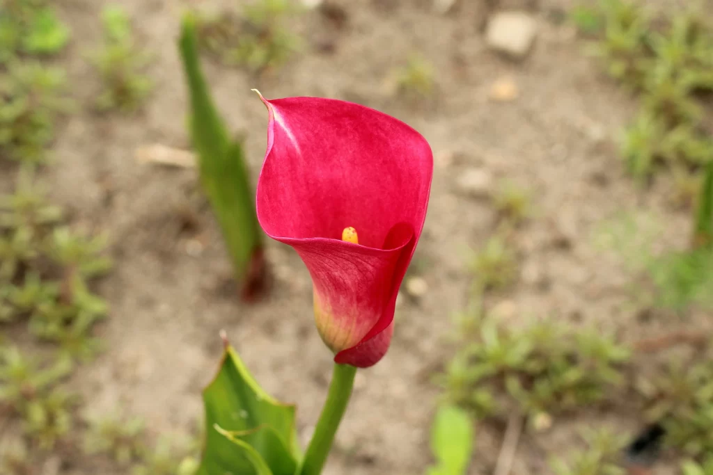 Red Calla Lily Petals Yellow Spadix Green warm Stem