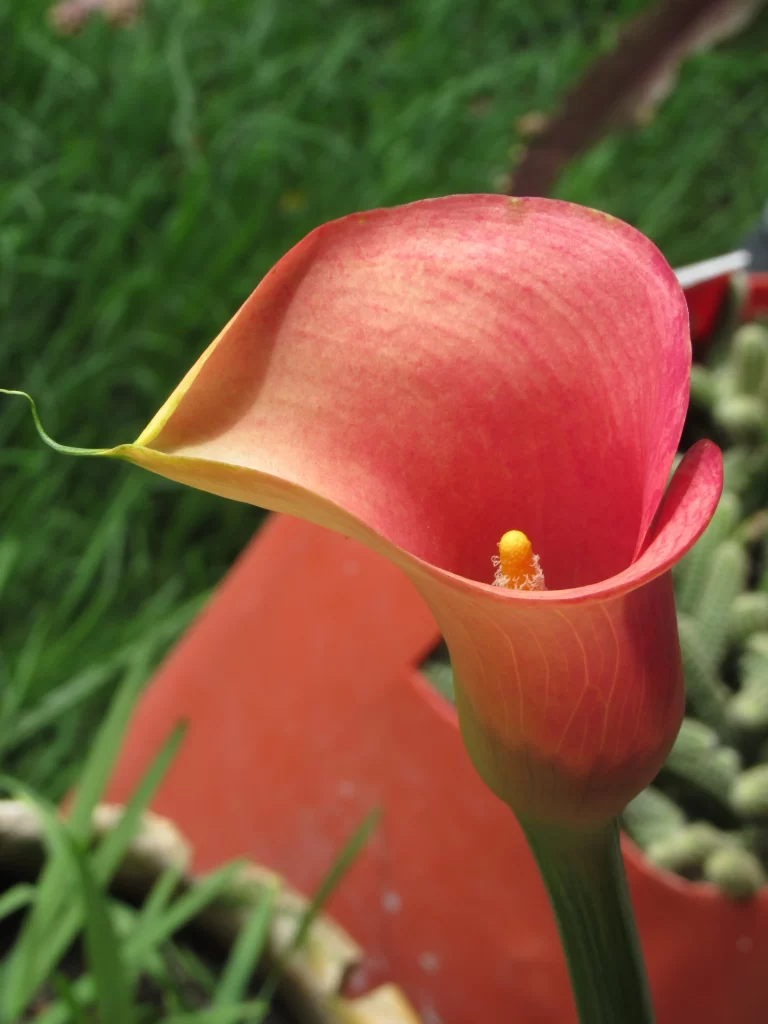 Red Calla Lily Petals Yellow Spadix Green warm Stem