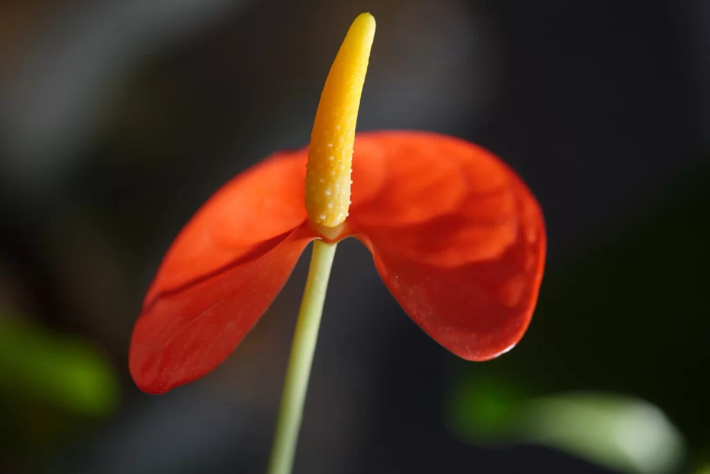 Red Calla Lily Petals Yellow Spadix