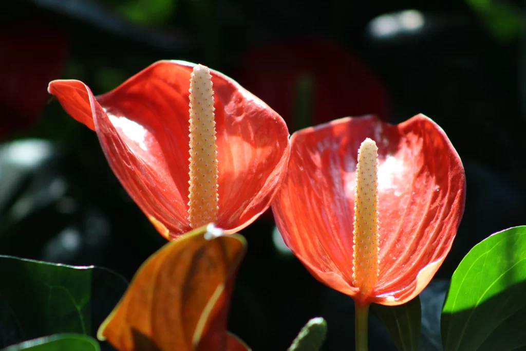 Red Calla Lily Spadix Petals Green Leaves