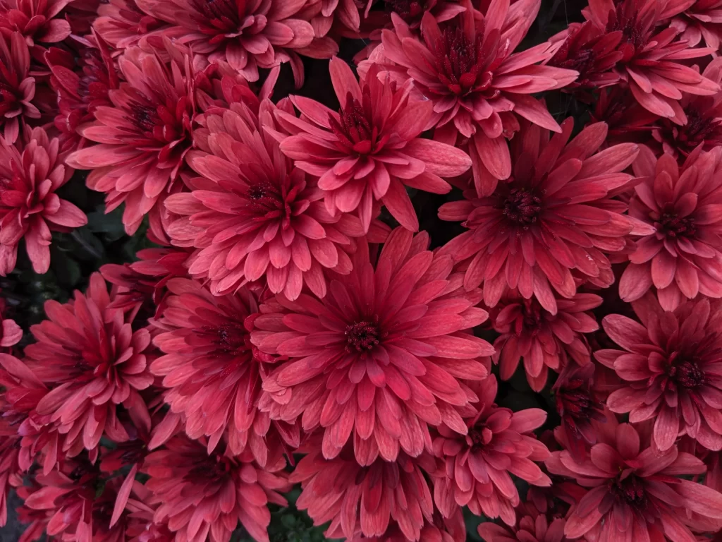 Red Chrysanthemum Dense Petals Dark Center