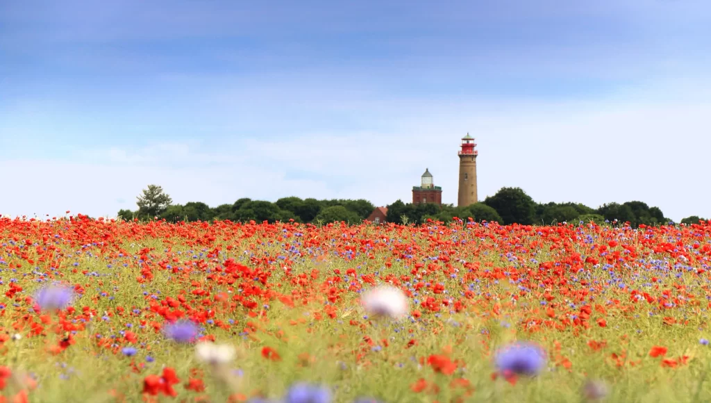 Red Corn Poppy Blooming Field Blue Sky