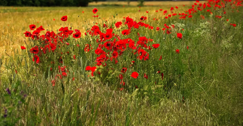 Red Corn Poppy Blooming Field Greenery