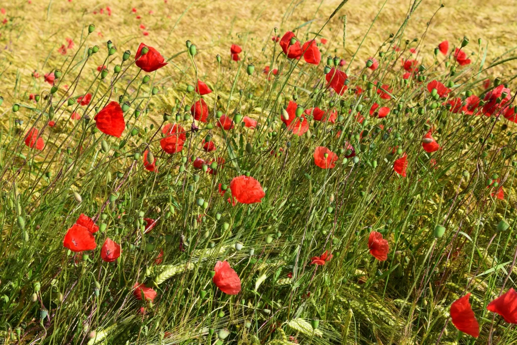 Red Corn Poppy Blooming Petals Greenery Field