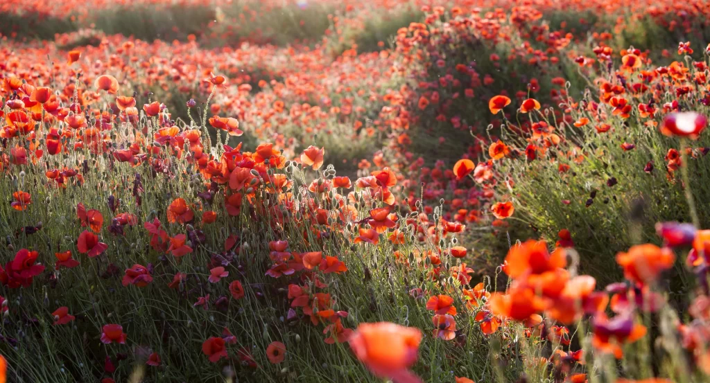 Red Corn Poppy Blooming Petals Field Sunlight