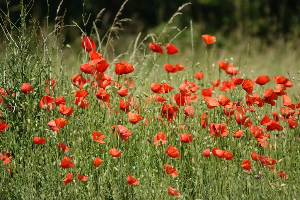 Red Corn Poppy Blooming Petals Greenery