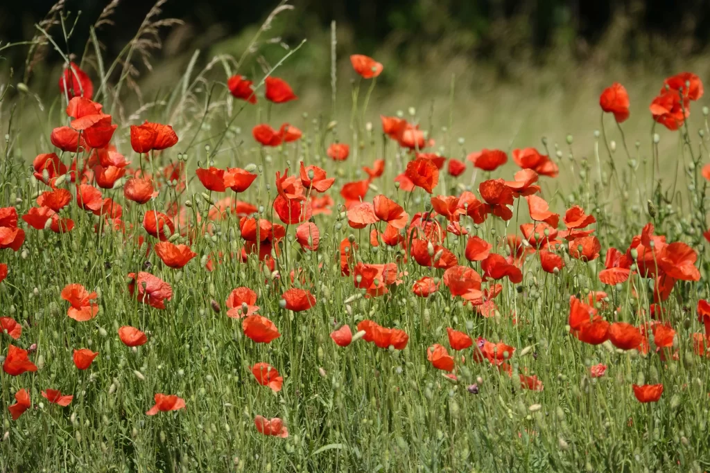 Red Corn Poppy Blooming Petals Green Field