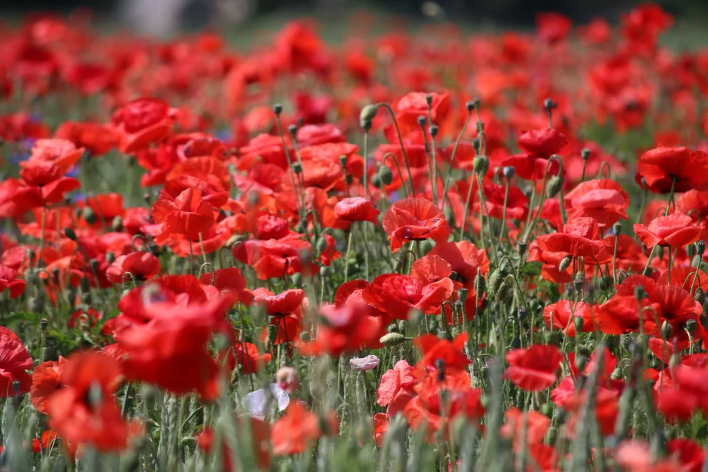 Red Corn Poppy Blooming Petals Field