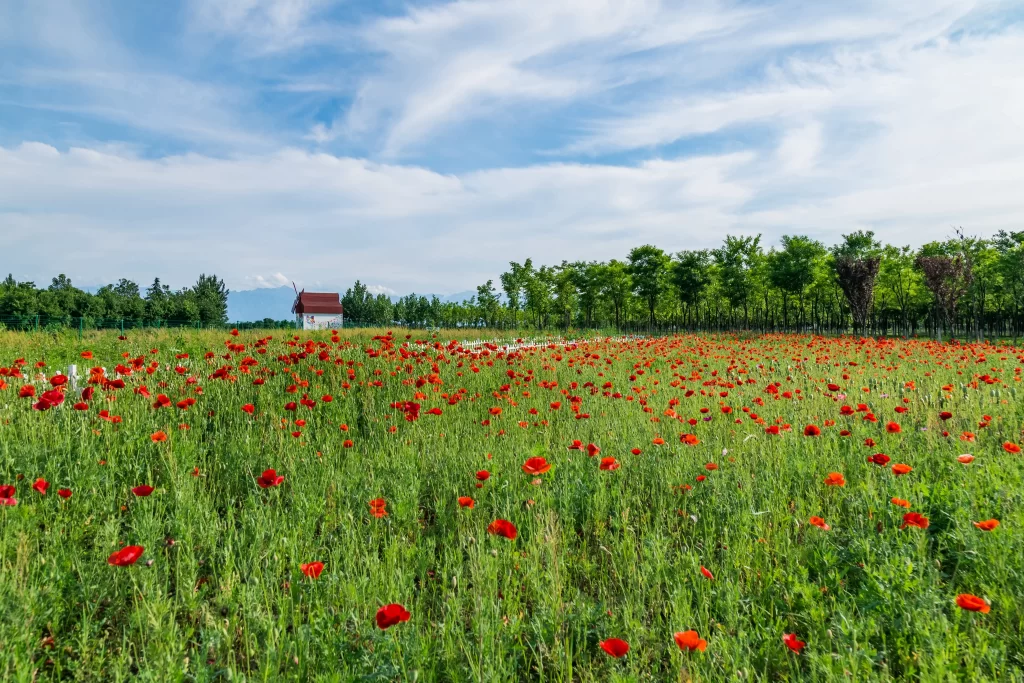 Red Corn Poppy Blooming Petals Field Greenery