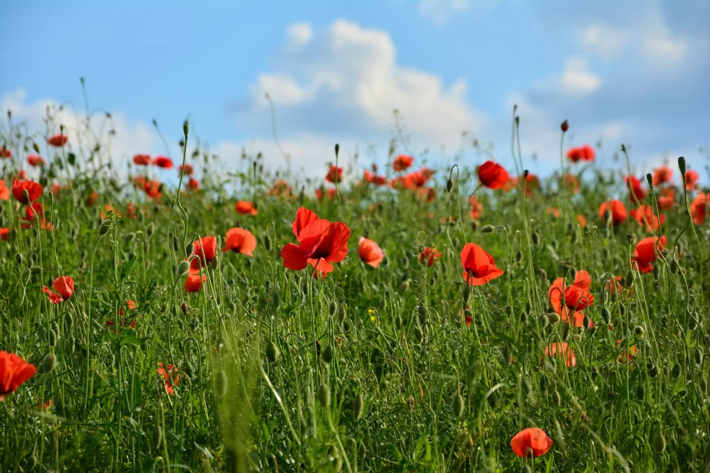 Red Corn Poppy Blooming Petals Greenery Sky