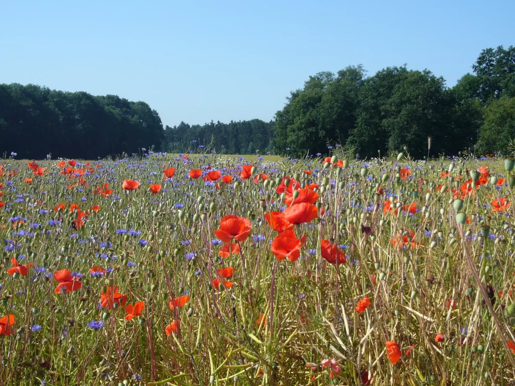 Red Corn Poppy Blooms Blue Cornflower Greenery