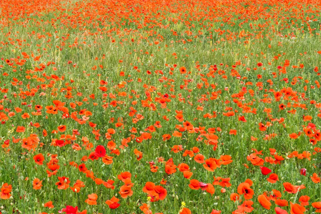 Red Corn Poppy Blooms Field Petals