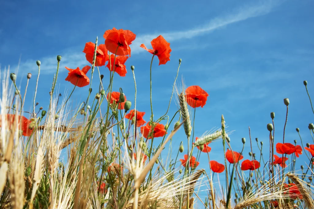 Red Corn Poppy Blooms Field Blue gray Sky