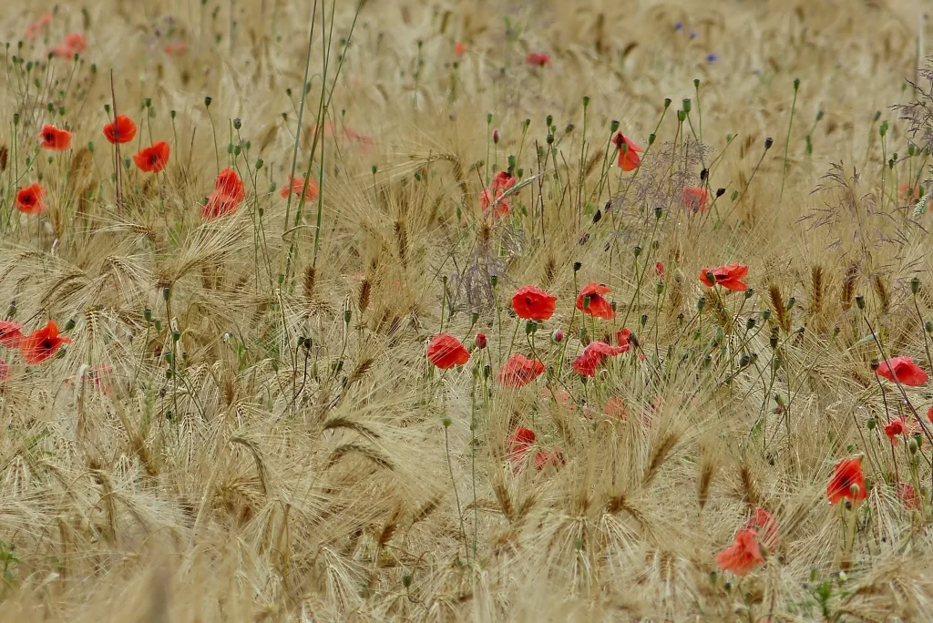 Red Corn Poppy Blooms Field Green Stems