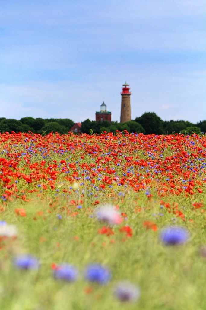Red Corn Poppy Blooms Field Blue gray Sky