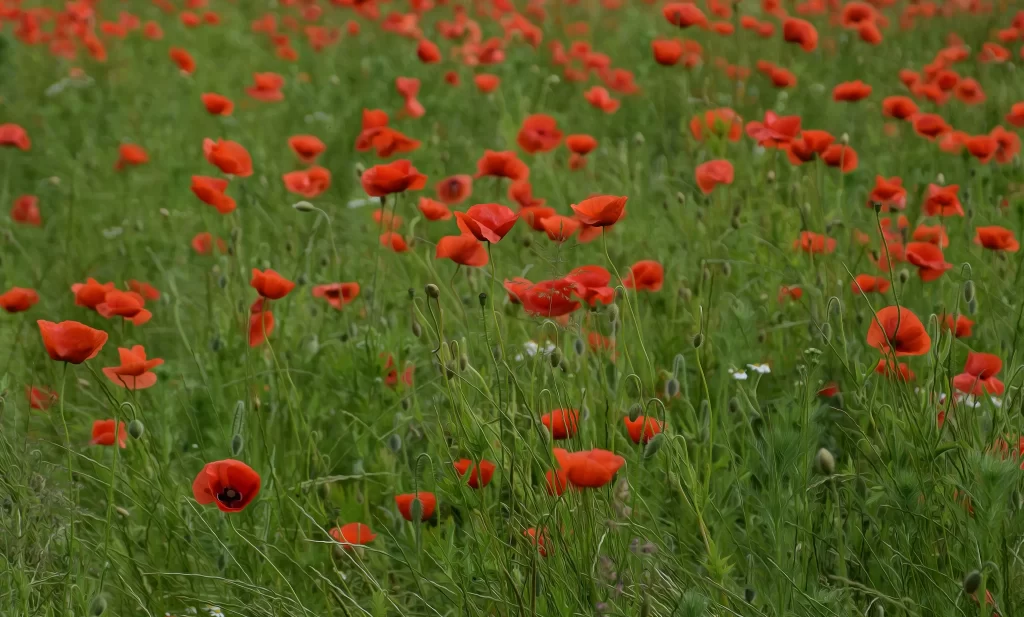 Red Corn Poppy Blooms Green Field Petals