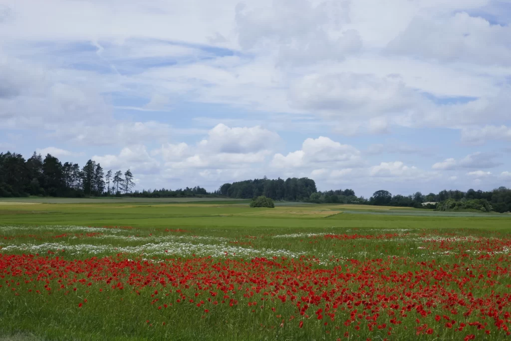 Red Corn Poppy Blooms Green Field Sky