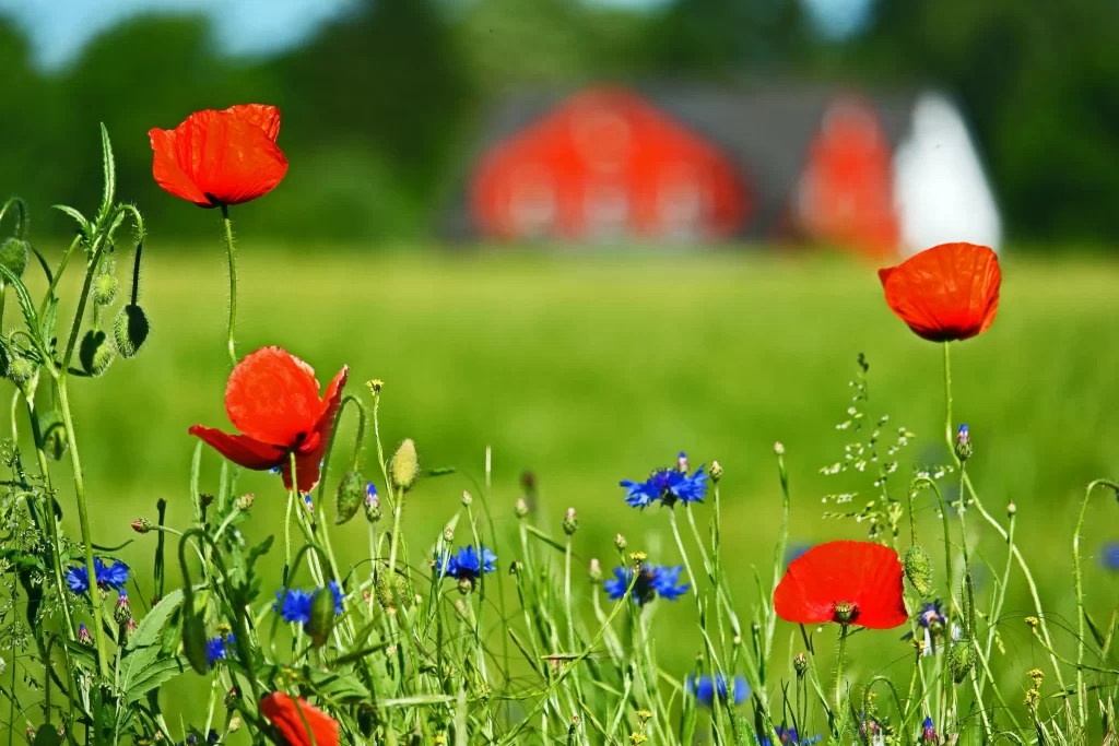 Red Corn Poppy Blooms Green Field Blue Cornflowers