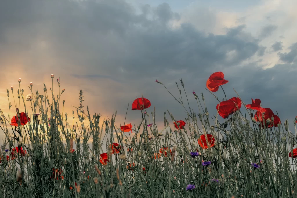 Red Corn Poppy Blooms Green Stems Cloudy Sky