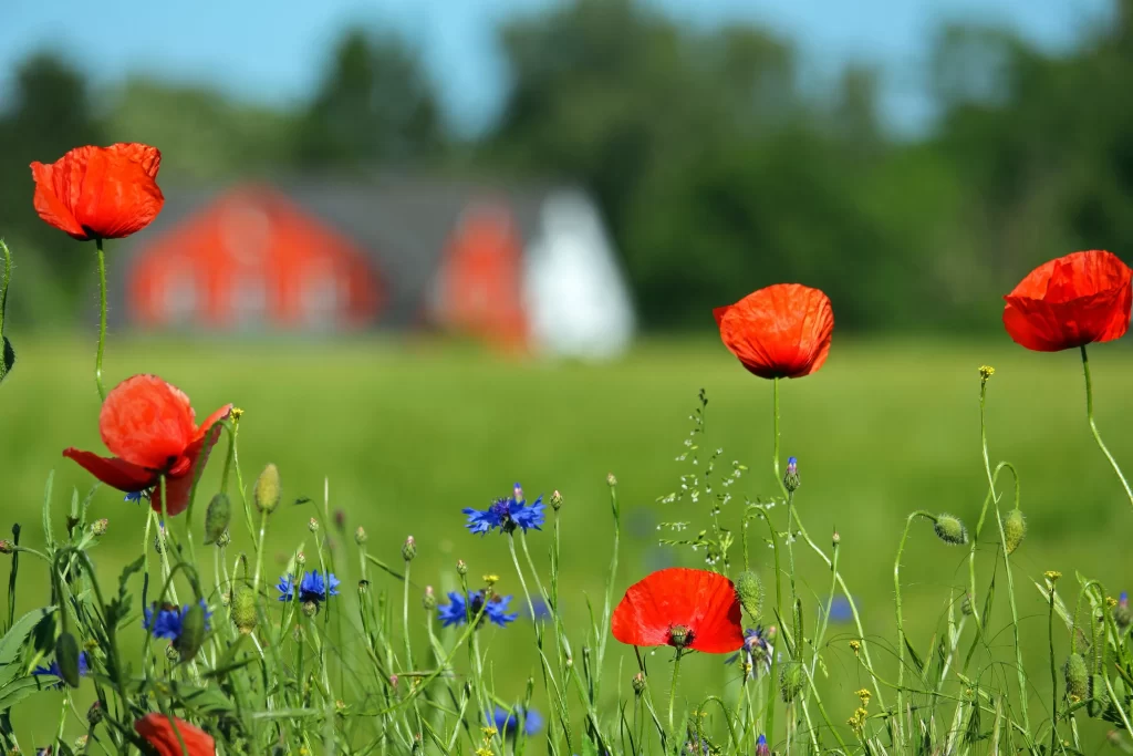 Red Corn Poppy Blooms Green Field Blue Cornflower