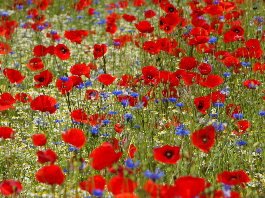 Red Corn Poppy Blooms Green Stems Blue White
