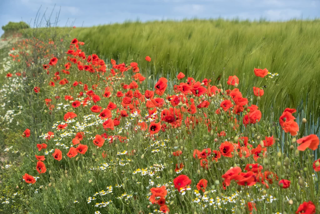 Red Corn Poppy Blooms Green Field White Daisies