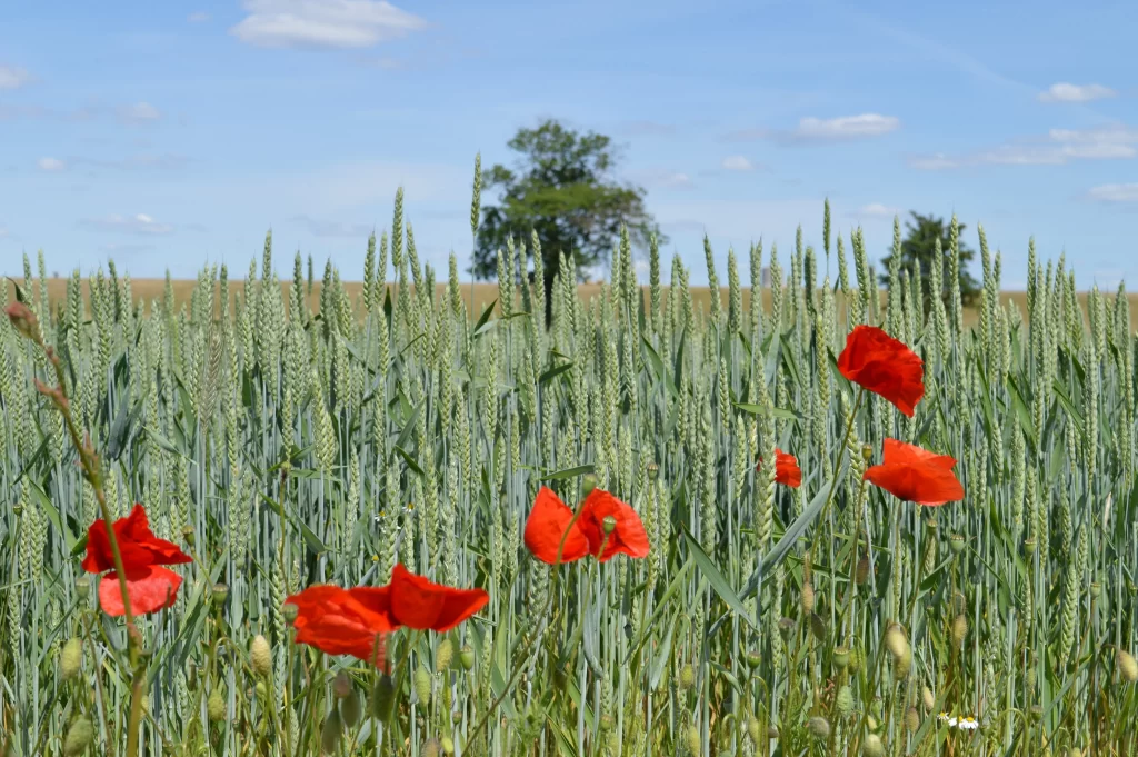 Red Corn Poppy Blooms Green Stalks Blue Sky